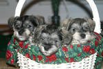 Small Size Mini Schnauzer Puppies,  - Schnauzer Dog