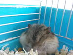 Winter White Hamster - Short Dwarf Hamster + Tibetan Hamster Hamster