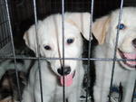 Pow Wow Gang - Labrador Retriever Mix Dog