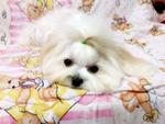 Autumn - Maltese Dog