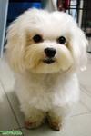 Jasmine - Maltese Dog