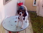 Mandy - Beagle + Jack Russell Terrier Dog