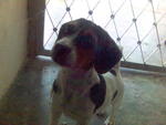 Mandy - Beagle + Jack Russell Terrier Dog