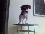 Mandy - Beagle + Jack Russell Terrier Dog