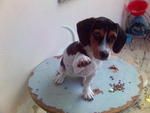 Mandy - Beagle + Jack Russell Terrier Dog