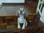 Beagle  - Beagle Dog