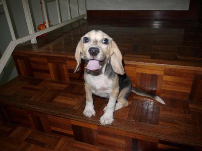 Beagle  - Beagle Dog