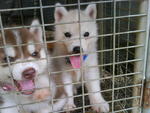 PF20332 - Siberian Husky Dog