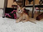 Meshmesh - Domestic Short Hair Cat