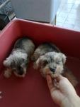 Mini Schnauzer Puppies  - Schnauzer Dog