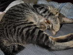 Ahmad Jimmy - Domestic Short Hair Cat