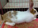 Rex For Adoption - Rex Rabbit