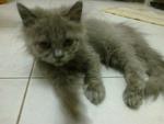 Persian (Colour Russian Blue) - Persian Cat