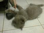 Persian (Colour Russian Blue) - Persian Cat