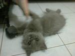 Persian (Colour Russian Blue) - Persian Cat