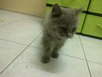 Persian (Colour Russian Blue) - Persian Cat