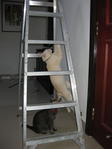 Climbing the ladder to reach the lizzard