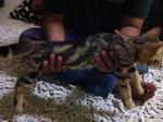 PF20456 - Bengal Cat