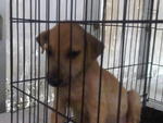 Closed - Adopted  - Mixed Breed Dog