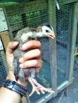 Guinea Fowl / Ayam Mutiara - Guinea Fowl Bird