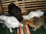 Silkie Chicken/ayam Selasih Sutera - Chicken Bird