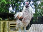 Silkie Chicken/ayam Selasih Sutera - Chicken Bird