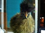 Silkie Chicken/ayam Selasih Sutera - Chicken Bird