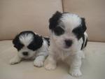 B&amp;w Pure Shih Tzu - Shih Tzu Dog