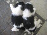 B&amp;w Pure Shih Tzu - Shih Tzu Dog