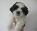 B&amp;w Pure Shih Tzu - Shih Tzu Dog