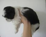 B&amp;w Pure Shih Tzu - Shih Tzu Dog