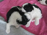 B&amp;w Pure Shih Tzu - Shih Tzu Dog