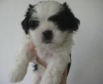 B&amp;w Pure Shih Tzu - Shih Tzu Dog