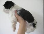 B&amp;w Pure Shih Tzu - Shih Tzu Dog