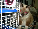 Gegirl - Burmese Cat