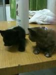 Urgent!!cute Kittens For Adoption!! - Domestic Short Hair Cat