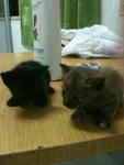 Urgent!!cute Kittens For Adoption!! - Domestic Short Hair Cat