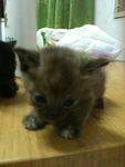 Urgent!!cute Kittens For Adoption!! - Domestic Short Hair Cat