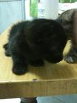 Urgent!!cute Kittens For Adoption!! - Domestic Short Hair Cat