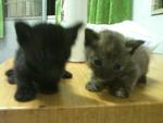 Urgent!!cute Kittens For Adoption!! - Domestic Short Hair Cat