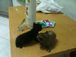 Urgent!!cute Kittens For Adoption!! - Domestic Short Hair Cat