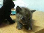 Urgent!!cute Kittens For Adoption!! - Domestic Short Hair Cat