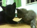 Urgent!!cute Kittens For Adoption!! - Domestic Short Hair Cat