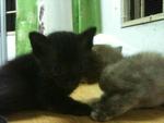 Urgent!!cute Kittens For Adoption!! - Domestic Short Hair Cat