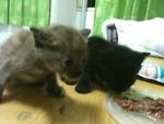 Urgent!!cute Kittens For Adoption!! - Domestic Short Hair Cat