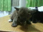 Urgent!!cute Kittens For Adoption!! - Domestic Short Hair Cat