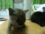 Urgent!!cute Kittens For Adoption!! - Domestic Short Hair Cat