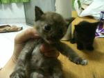 Urgent!!cute Kittens For Adoption!! - Domestic Short Hair Cat