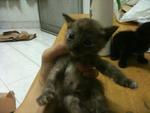 Urgent!!cute Kittens For Adoption!! - Domestic Short Hair Cat