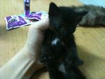 Urgent!!cute Kittens For Adoption!! - Domestic Short Hair Cat